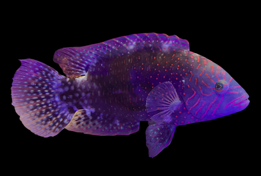 Abudjubbe Wrasse