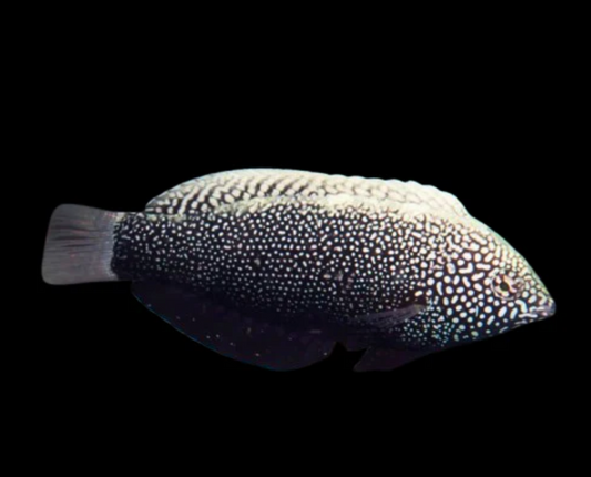 Black Leopard Wrasse
