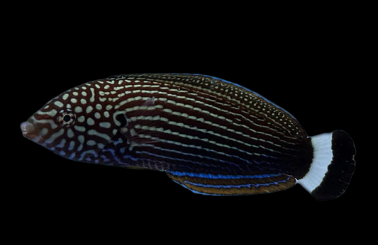 Lined Tamarin Wrasse
