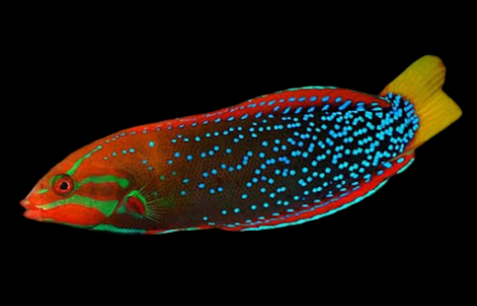 Red Coris Wrasse