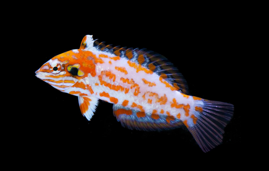Choati Leopard Wrasse