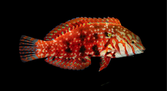 Jeweled Leopard Wrasse