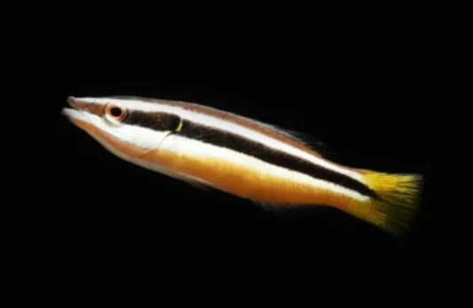 Yellowtail Tubelip Wrasse