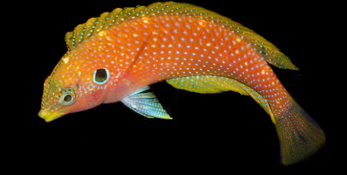 Kuiters Leopard Wrasse