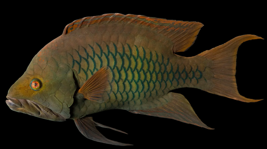 Slingjaw Wrasse