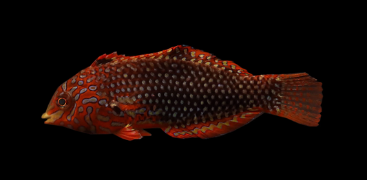Ornate Leopard Wrasse