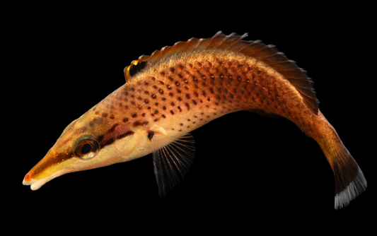 Female Brown Bird Wrasse