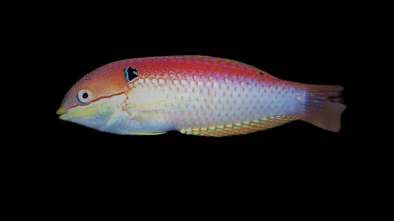 Vivien's Leopard Wrasse