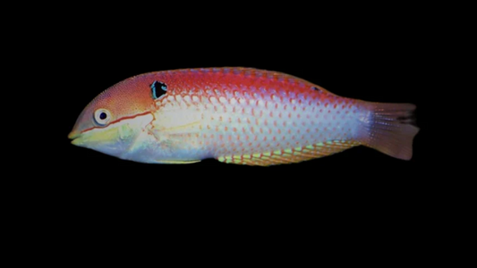 Vivien's Leopard Wrasse