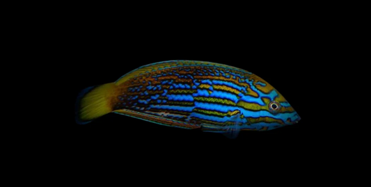 Lennardi Wrasse