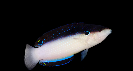 Pearl/China Wrasse