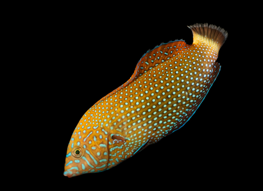 Blue Spotted Tamarin Wrasse