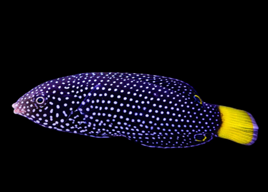 Yellow-Tail Tamarin Wrasse