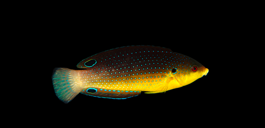 Twisti Wrasse