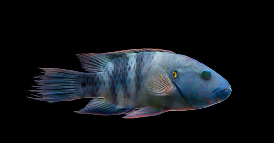Broomtail Wrasse