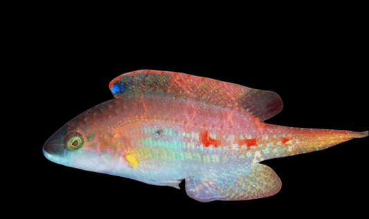 Twin Spot Maori Wrasse