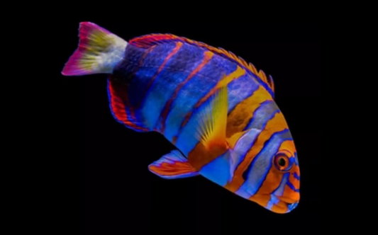 Harlequin Tuskfish
