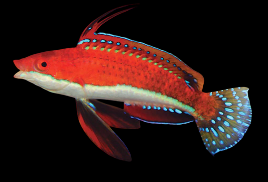 African Longfin Fairy Wrasse