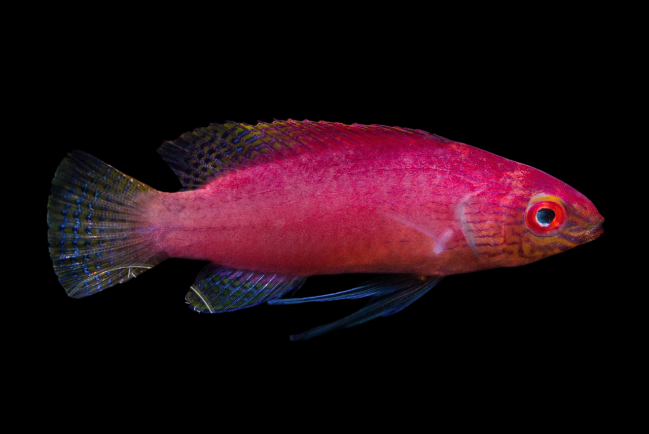 Blue Margin Fairy Wrasse