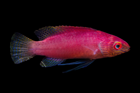 Blue Margin Fairy Wrasse