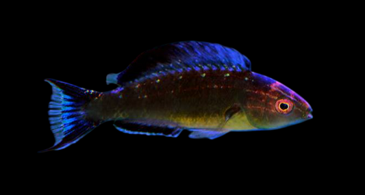 Dusky Fairy Wrasse