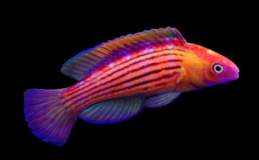 Earles Fairy Wrasse