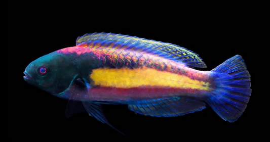 Randall's Fairy Wrasse