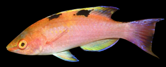 Walindi Fairy Wrasse