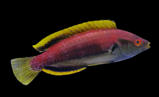 Fine Spotted Fairy Wrasse