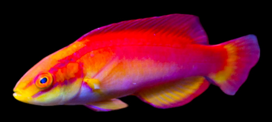 Flame Fairy Wrasse