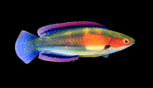 Girdled Fairy Wrasse