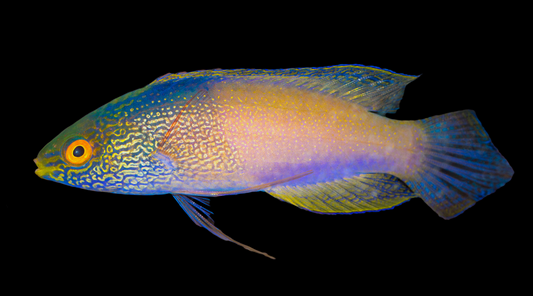 Golden Rhomboid Fairy Wrasse