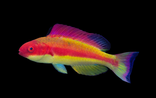 Hooded Fairy Wrasse