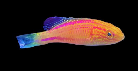 Japanese Lunate Wrasse