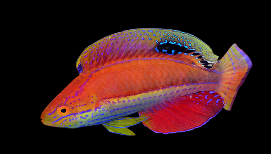 Katoi Fairy Wrasse