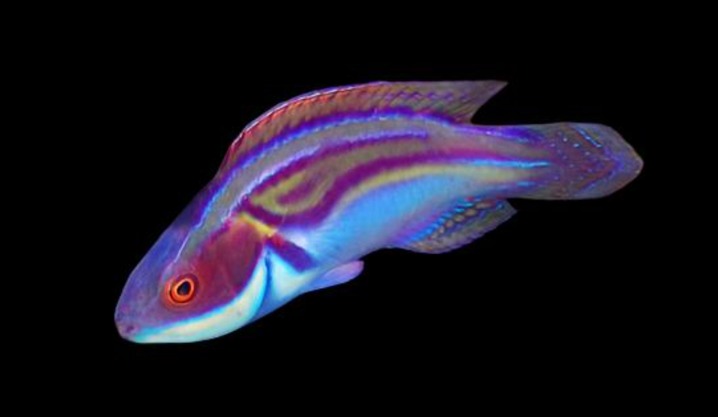 Laboute's Fairy Wrasse
