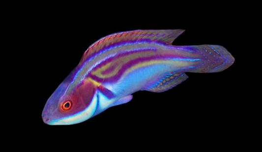 Laboute's Fairy Wrasse