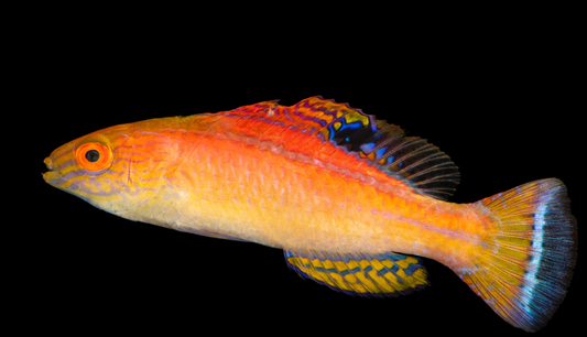 Latigo Fairy Wrasse