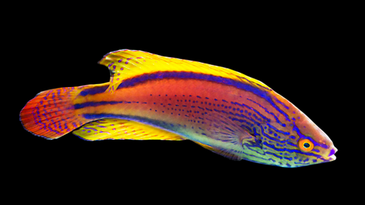 Lineatus Fairy Wrasse