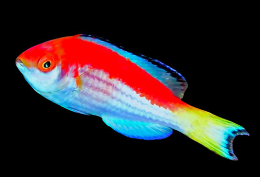 Marjorie's Fairy Wrasse