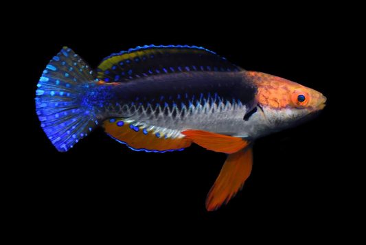 Monsoon Fairy Wrasse