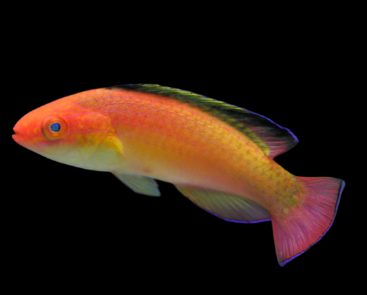Nahacky's Fairy Wrasse