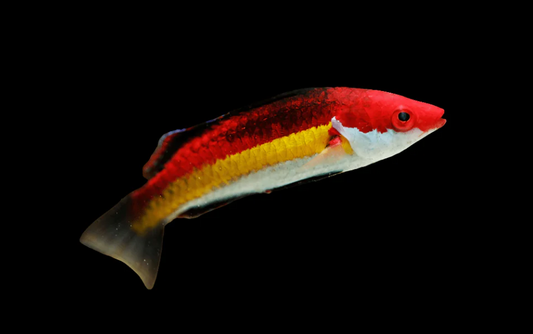 Naoko's Fairy Wrasse