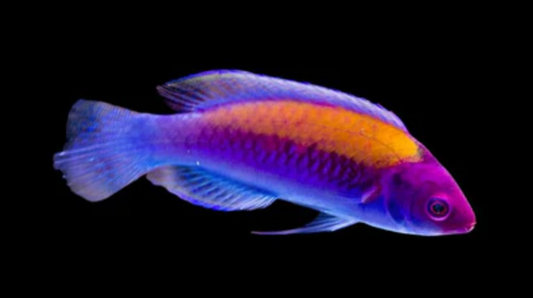 Orange Back Fairy Wrasse