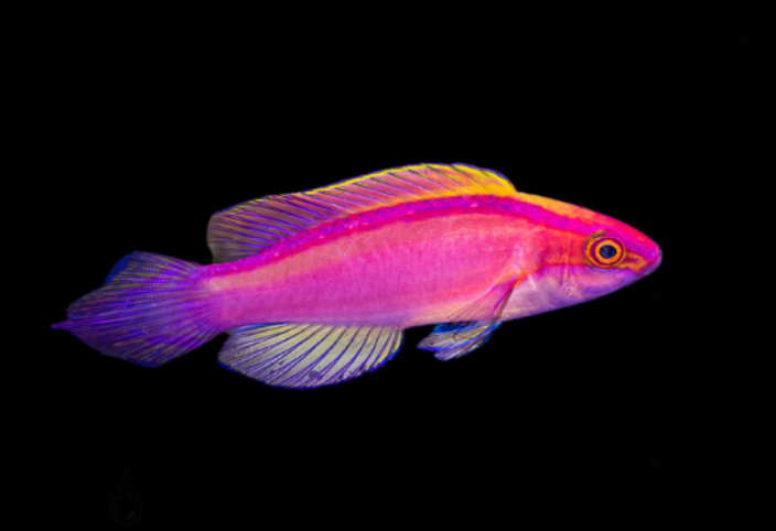 Rose Banded Fairy Wrasse