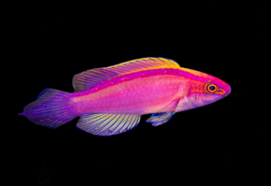 Rose Banded Fairy Wrasse