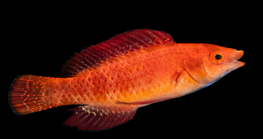 Red Fin Fairy Wrasse