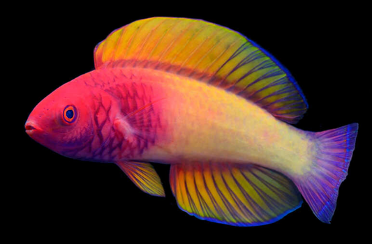 Red Velvet Fairy Wrasse