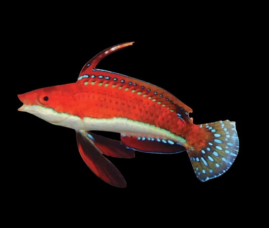Ruby Longfin Fairy Wrasse