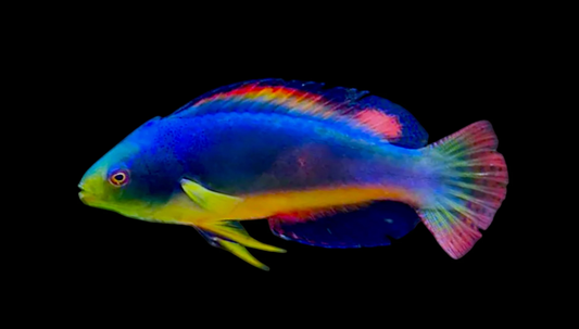 Scott's Fairy Wrasse